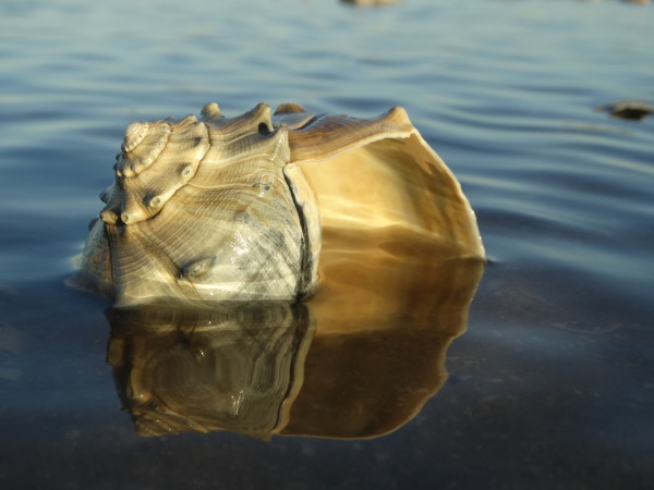 Shell in Evening Light