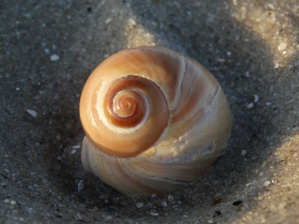 Warm Colored Shell