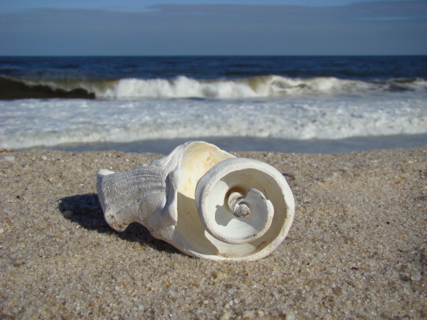 Sunny Day Spiral Shell