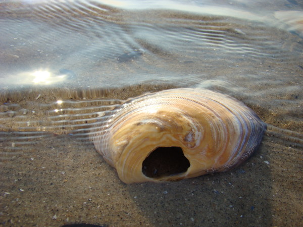 Clam Shell Colors in Water