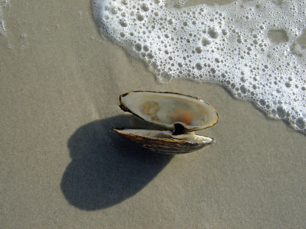 Open Clam with Foam