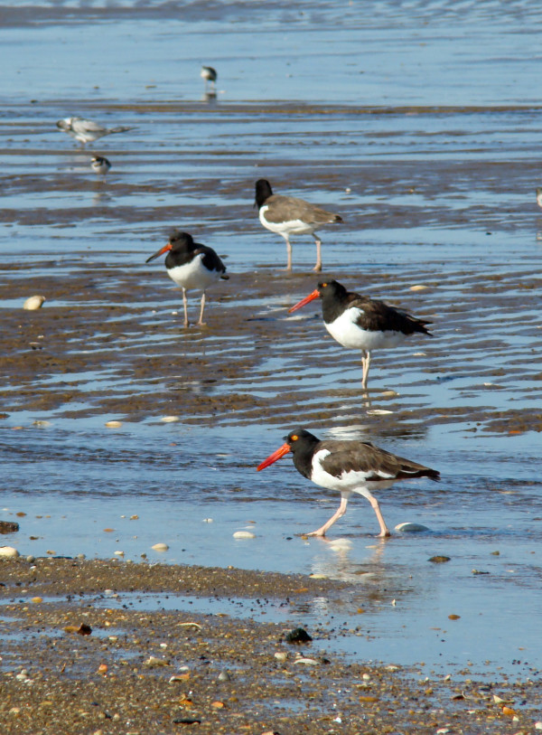 Shore Birds in a Row
