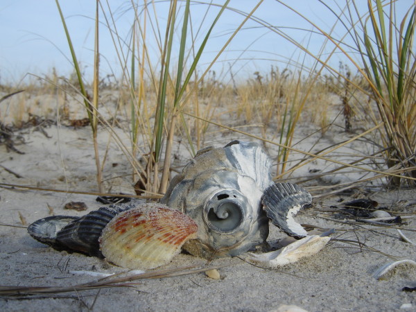 Seashore Treasures