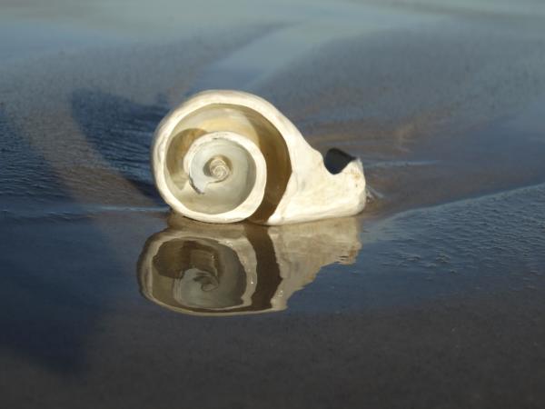 White Spiral Shell Facing Front