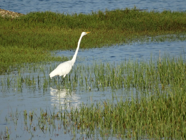 Egret in the Reeds