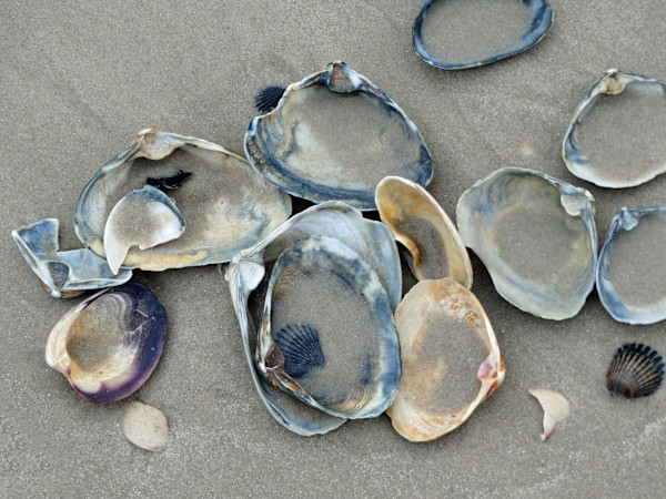 Clam Shells Deposited on the Shore by Mary O'Malley-Joyce
