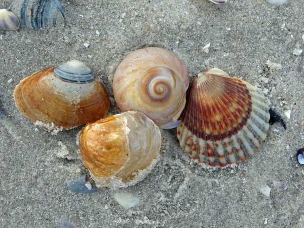 Collection of Warm Colored Shell
