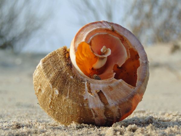 Shell Sculpture 12
