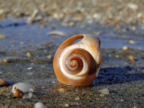 Small Snail Shell