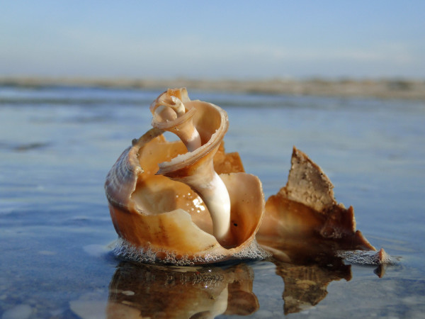 Shell Sculpture 11