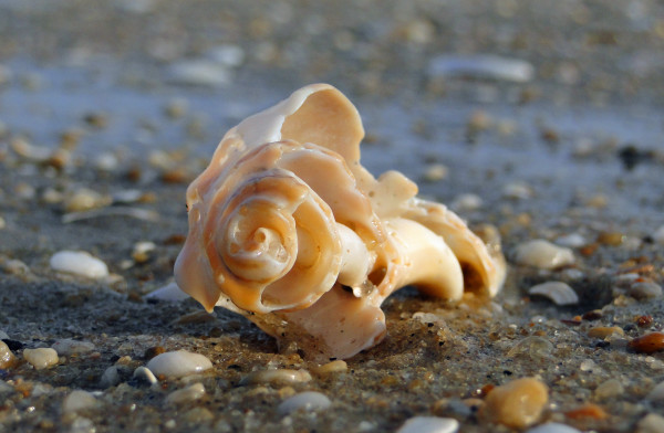Shell in Sand