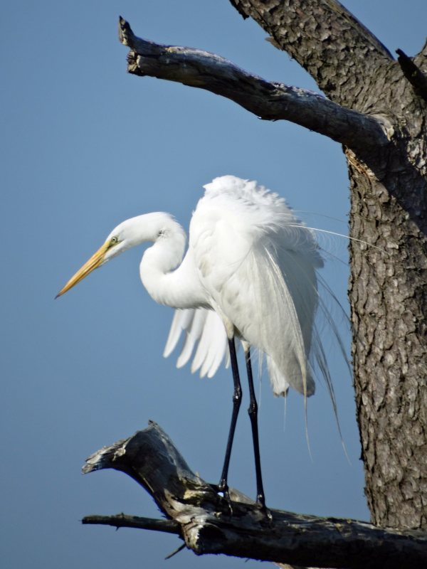 Egret in Tree