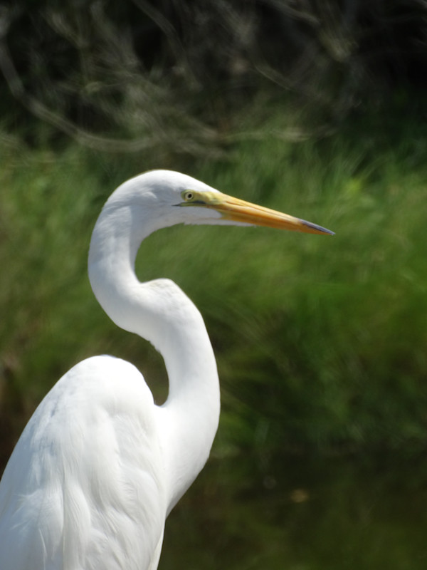 Erget Upclose with Green Background by Mary O'Malley-Joyce