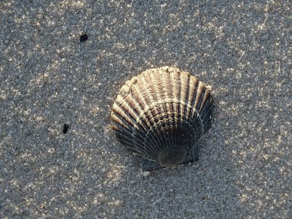 Black Scallop in the Sand by Mary O'Malley-Joyce