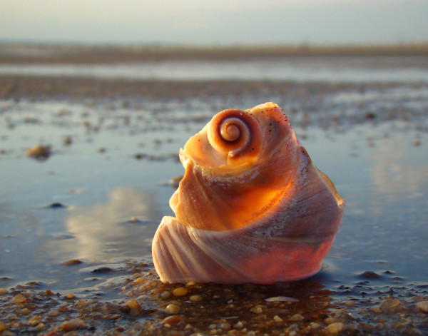 Sandy Hook Back Lite Shell by Mary O'Malley-Joyce