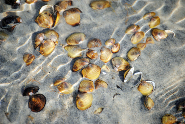 Manasquan Reservoir Shells