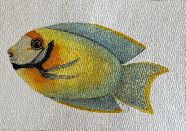 Teal, Yellow and Orange Tang by Mary O'Malley-Joyce