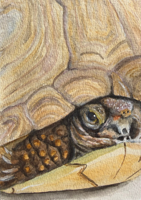 Sulcata Tortoise by Mary O'Malley-Joyce, Image 1.