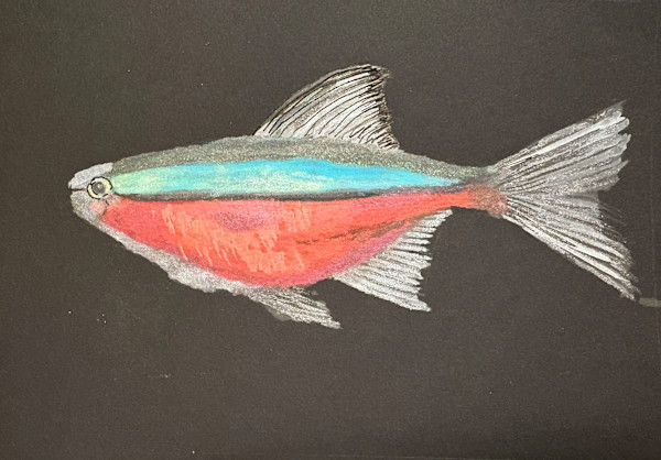 Neon Tetra by Mary O'Malley-Joyce