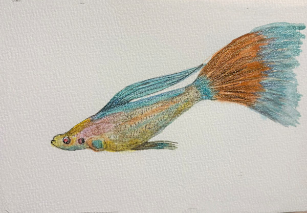Turquoise and Orange Fancy Guppy by Mary O'Malley-Joyce