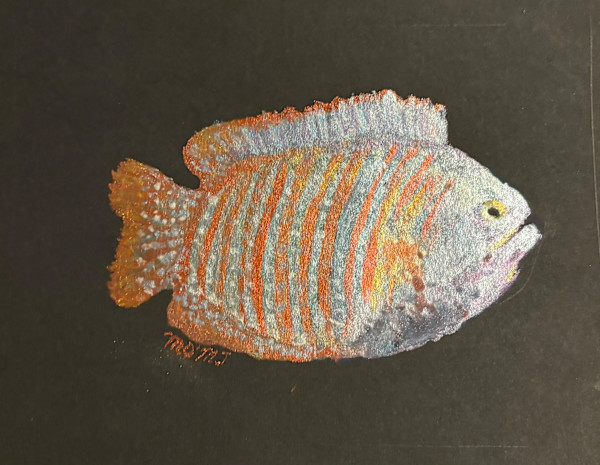 Drawf Gourami by Mary O'Malley-Joyce