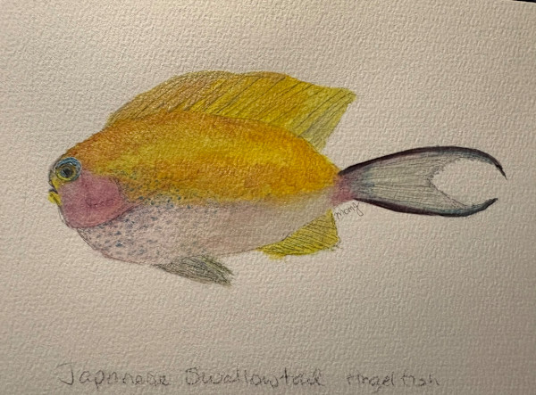 Japanese Swallowtail Angel Fish by Mary O'Malley-Joyce