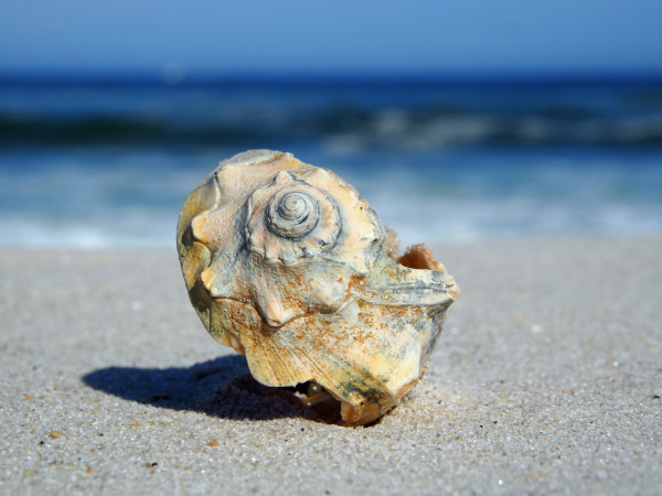 Shell on a Sunny Day