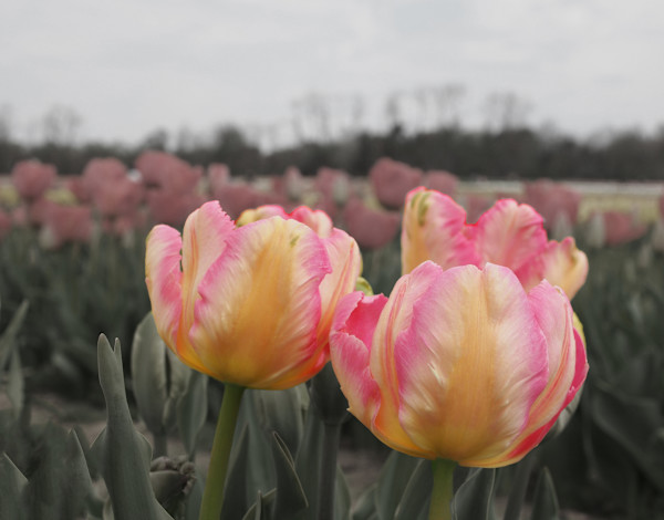 Tulip in Pink and Yellow by Mary O'Malley-Joyce