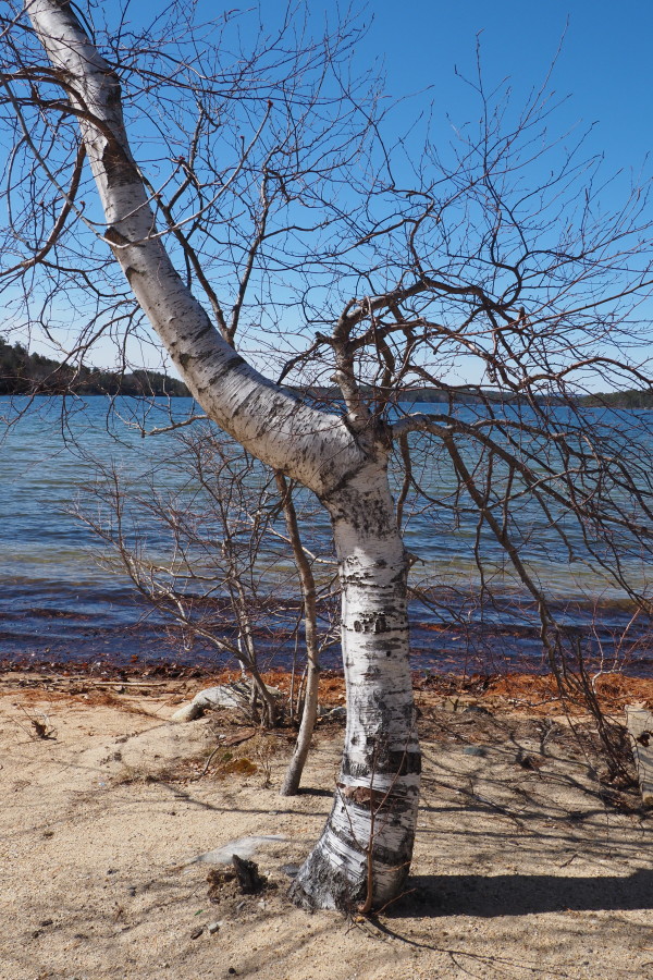 Wolfsboro Tree on Lake