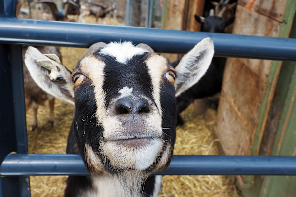 Got something for me? by Mary O'Malley-Joyce