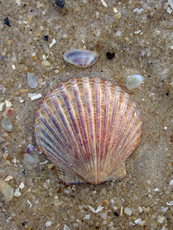 Scallop Shell with Coquina