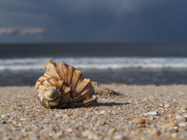 Shell with Ocean Behind