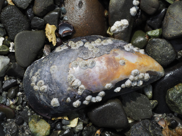 Mussel Shell with Barnacles