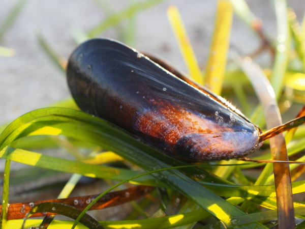 Mussel on Sea Grass