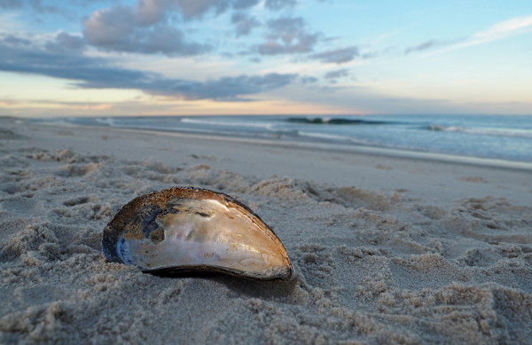 Mussel at Dusk by Mary O'Malley-Joyce