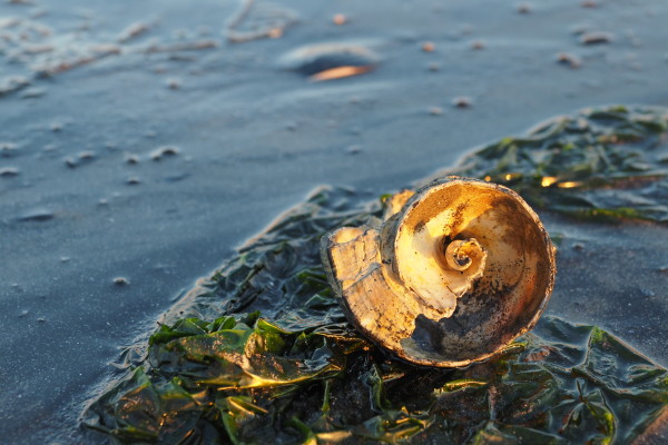 Fisherman 's Cove Shell at Sunset
