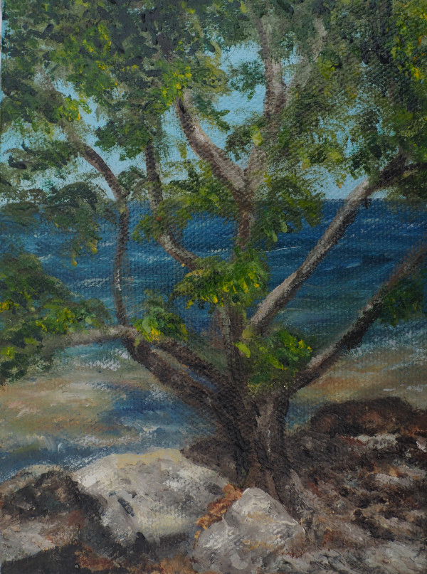 Tree Series #5 - Florida tree by Mary O'Malley-Joyce