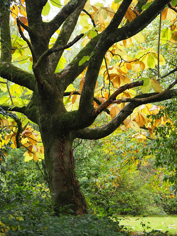 The Yellows on Early Fall by Mary O'Malley-Joyce, Image 1.