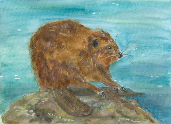 Beaver Dan by Rosalynd Coulter Semple