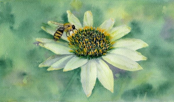 Daisy by Rosalynd Coulter Semple