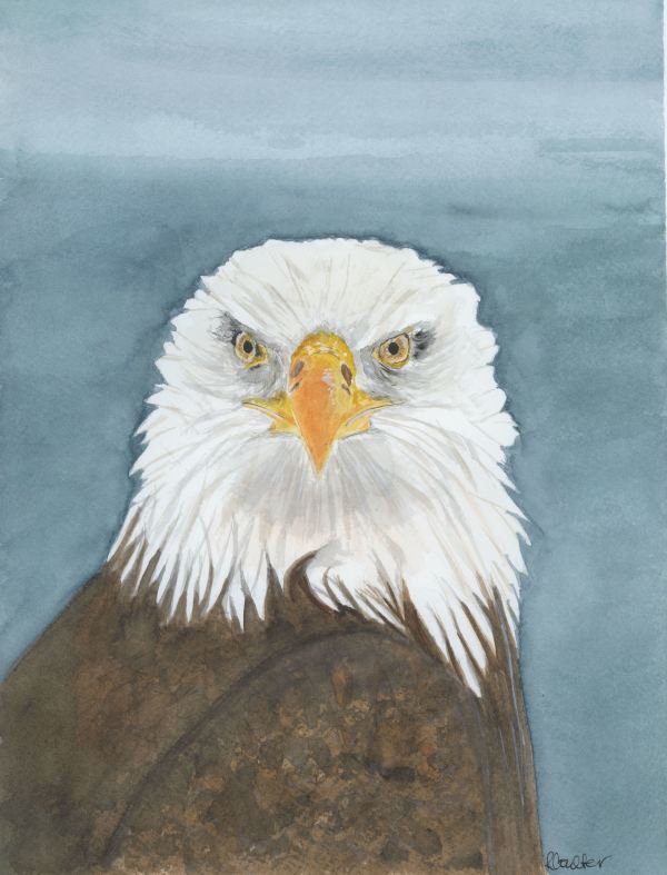 Eagle Eyes by Rosalynd Coulter Semple