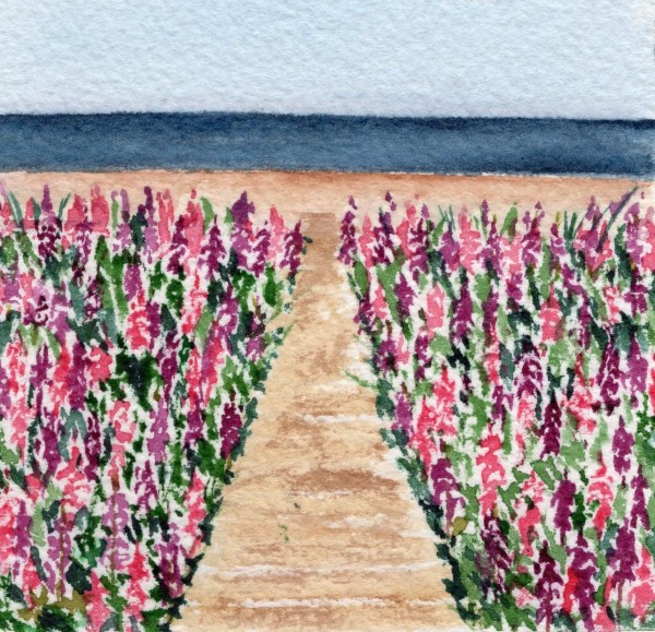 Beachday Lupins by Rosalynd Coulter Semple