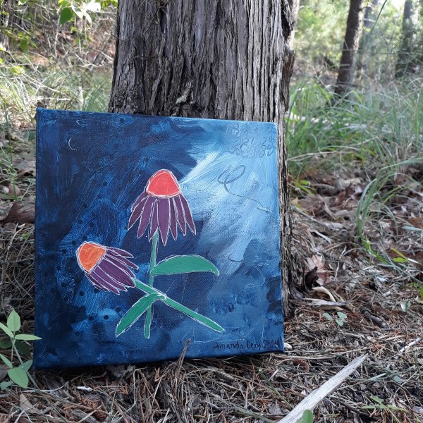Echinacea In Bloom by Amanda Craig