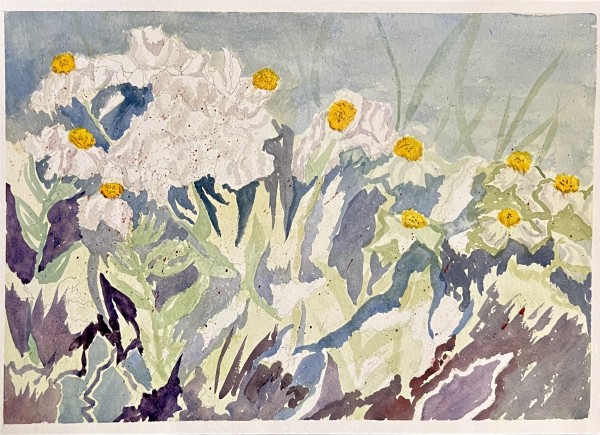 Matilija Poppies by Lon Bender