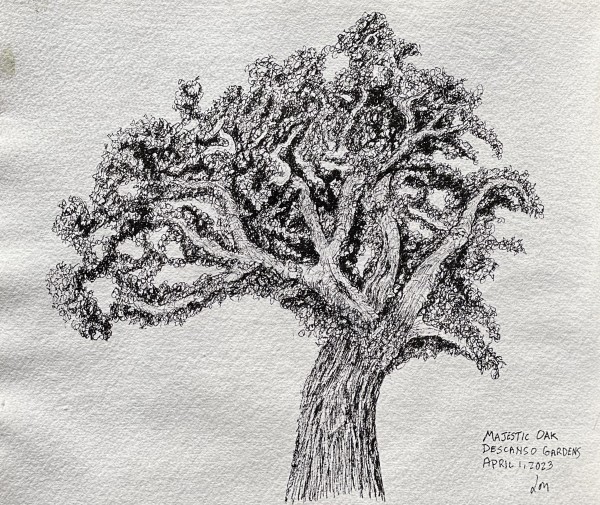 Majestic Oak by Lon Bender