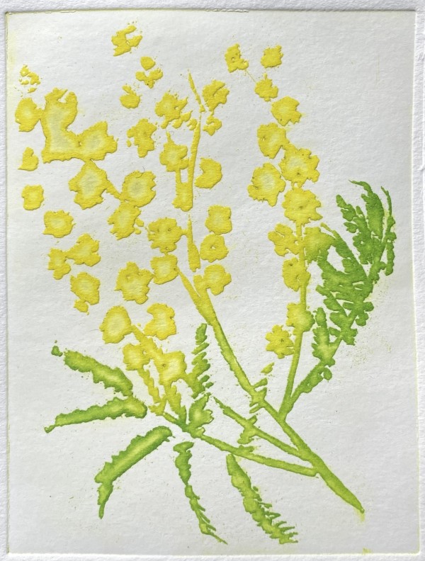 Mimosa by Philine van der Vegte