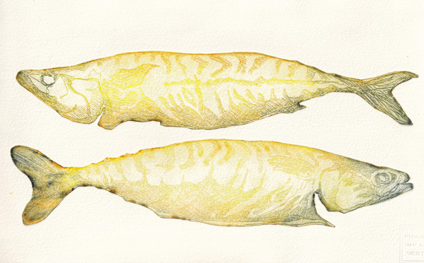 Twee makrelen by Philine van der Vegte
