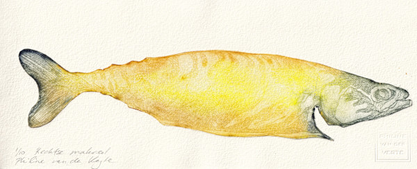 Rechtse makreel by Philine van der Vegte