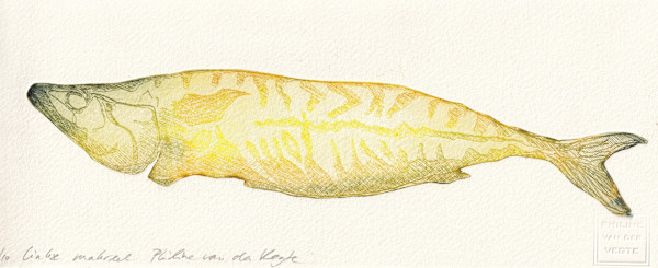 Linkse makreel by Philine van der Vegte