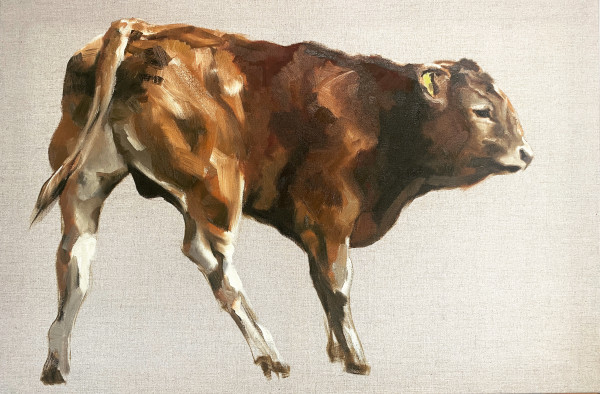 Limousin calf by Philine van der Vegte